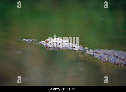 Nil-Krokodil, Crocodylus niloticus Stockfoto