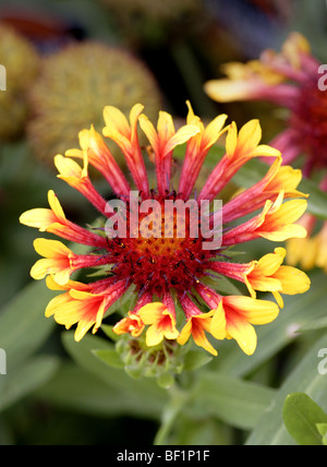 Gaillardia (Decke Blume) Stockfoto