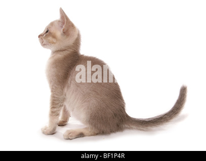 Seitenansicht des asiatischen Kätzchen Studioportrait Stockfoto