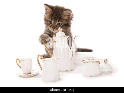 Kätzchen mit Teeservice Studioportrait Stockfoto