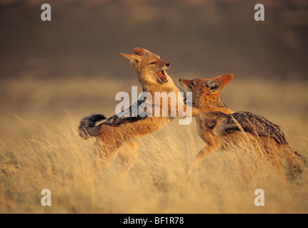 Schwarz gesichert, Schakal, Black-backed Schakal, Silber-backed Schakal Canis mesomelas Stockfoto