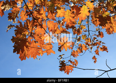 Herbstfärbung in Bushy Park, das Royal Park in der Nähe von Hampton Court, Middlesex, England, UK. Stockfoto