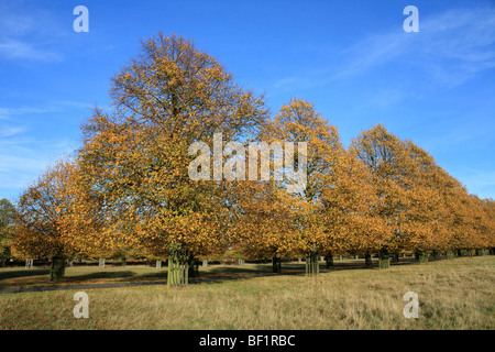 Herbstfarben auf der Lindenallee in Bushy Park, das Royal Park in der Nähe von Hampton Court, Middlesex, England, UK. Stockfoto