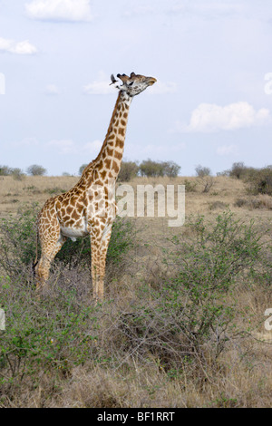 Giraffe, Masai-Rennen, Giraffa Giraffe, das rot-billed Oxpecker Buphagus Erythrorhynchus loswerden Stockfoto