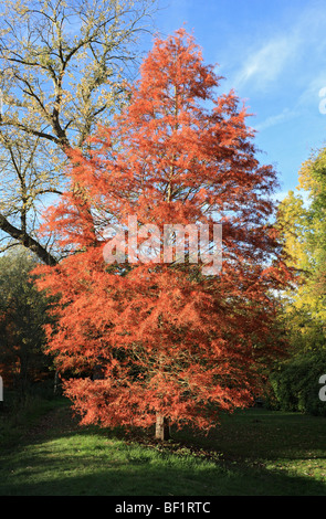 Herbstfärbung in Bushy Park, das Royal Park in der Nähe von Hampton Court, Middlesex, England, UK. Stockfoto