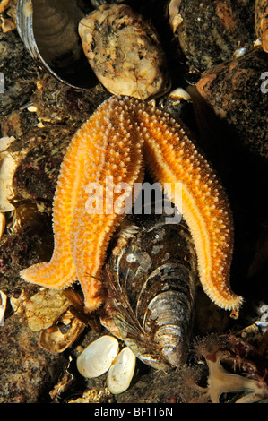 Asterias Rubens, gemeinsame Seestern ernähren sich von Muscheln, weißes Meer, Russland Stockfoto