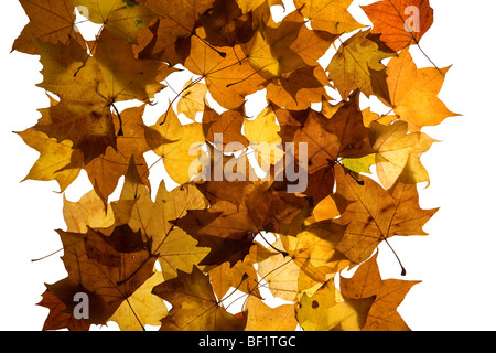 Ein Foto von Herbstblättern auf weißem Hintergrund Stockfoto