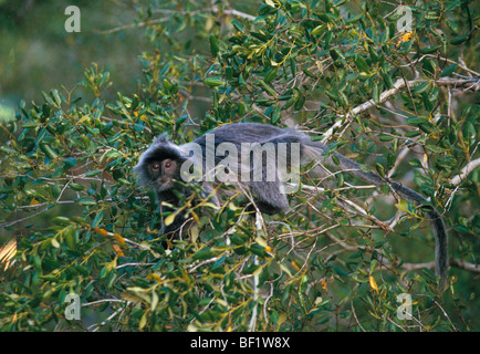 versilberte Blatt Affe Presbytis Cristata, Trachypithecus Cristatus, Stockfoto