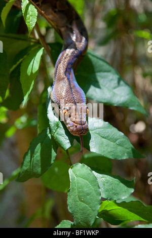 Jungen burmesischen Python (Python aus Bivittatus) Kopf Detail im Unterholz Stockfoto