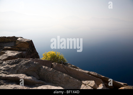 Rabbitbrush entlang der Küste. Morgennebel verschleiert die Felge und Horizont-Linie - Crater Lake Nationalpark Oregon Stockfoto