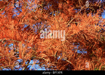 Herbstfärbung in Bushy Park, das Royal Park in der Nähe von Hampton Court, Middlesex, England, UK. Stockfoto