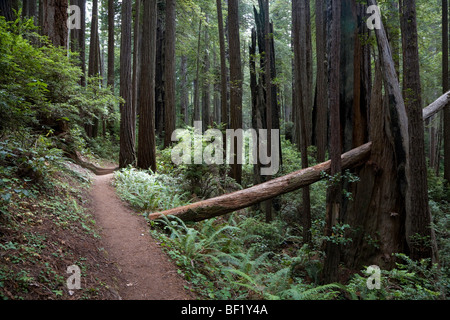 James Irvine Trail - Redwood National Park - Humboldt County (Kalifornien) Stockfoto