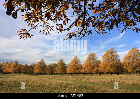 Herbstfarben auf der Lindenallee in Bushy Park, das Royal Park in der Nähe von Hampton Court, Middlesex, England, UK. Stockfoto