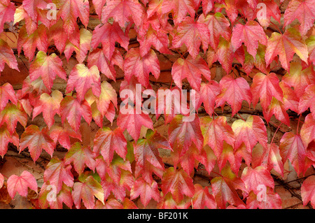 Wildem Wein, Parthenocissus Tricuspidata, im Herbst Stockfoto