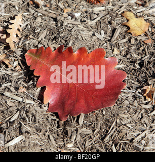 Ein einziges großes Blatt eines Quercus Dentata Kaiser Eiche Fagaceae Japan Korea China. Verlegung auf Bett von Mulch. Stockfoto