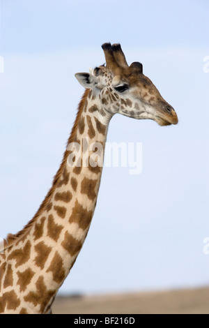 Giraffe, Masai-Rennen, Giraffa Giraffe Stockfoto