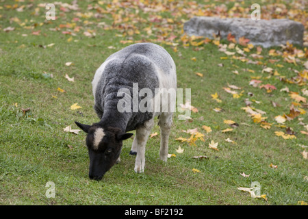 Isländische Schafe (von einem öffentlichen Park Demonstration Bauernhof) Stockfoto