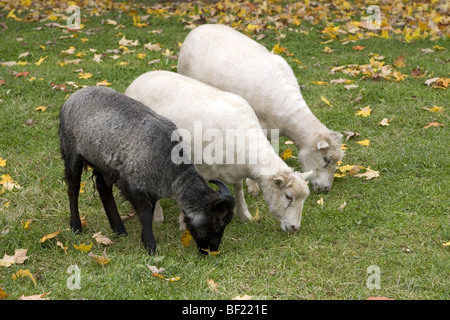 Isländische Schafe (von einem öffentlichen Park Demonstration Bauernhof) Stockfoto