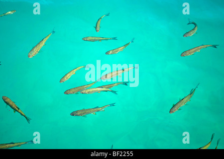 Fisch im Wasser von Plitwitz Lakes National Park, Nord-Dalmatien, Kroatien Stockfoto