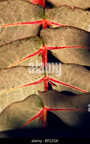 Eukalyptus-Blätter, Australien Stockfoto