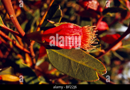 Eukalyptus-Blüte und Knospe, Australien Stockfoto