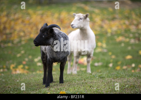 Isländische Schafe (von einem öffentlichen Park Demonstration Bauernhof) Stockfoto