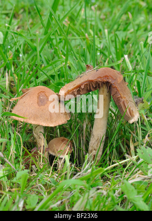 Weinenden Witwe Pilze - Larcrymaria velutina Stockfoto