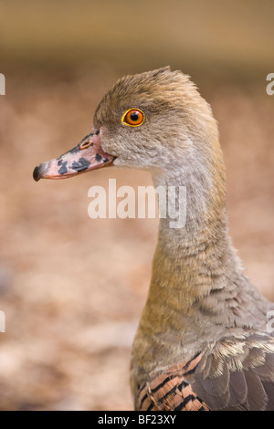 Gefiederte oder Eytons Pfeifen Ente (Dendrocygna Eytoni). Australien. Stockfoto