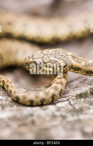 ​Viperine Schlange (Natrix maura). Wasser Schlange. Südwesten Europas, darunter Spanien und Nordafrika. Runde Schüler re, sichert Dies ist keine giftigen ​Viper Arten. Stockfoto