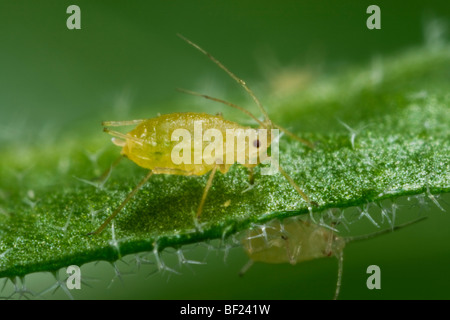 Landwirtschaft - grüne Pfirsich Blattlaus Erwachsener (Myzus Persicae) auf einem Blatt, Seitenansicht / Kalifornien, USA. Stockfoto