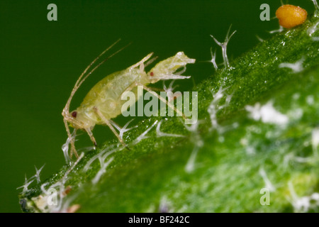 Landwirtschaft - grüne Pfirsich Blattlaus Erwachsenfrau (Myzus Persicae) Live-Geburt auf einem Blatt, Seitenansicht / Kalifornien, USA. Stockfoto