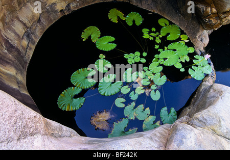Seerosen im Schlagloch entlang Edith Creek, (Katherine Gorge) Nitmiluk Nationalpark, Northern Territory, Australien Stockfoto