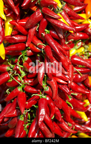 Zeichenfolgen der getrocknete rote Chilischoten, Capsicum annuum oder Chilischoten Trocknen Stockfoto