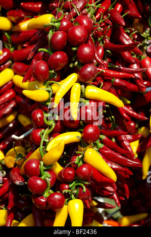 Zeichenfolgen der getrocknete rote Chilischoten, Capsicum annuum oder Chilischoten Trocknen Stockfoto