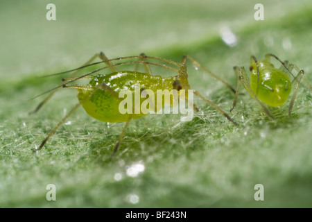 Landwirtschaft - grüne Pfirsich Blattlaus Erwachsene (Myzus Persicae) auf einem Blatt, Seite und posterior Ansichten / Kalifornien, USA. Stockfoto