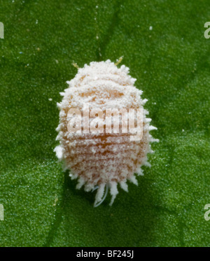 Landwirtschaft - Rebe Schmierlaus Erwachsenfrau (Planococcus Ficus), Ansicht von oben / Kalifornien, USA. Stockfoto