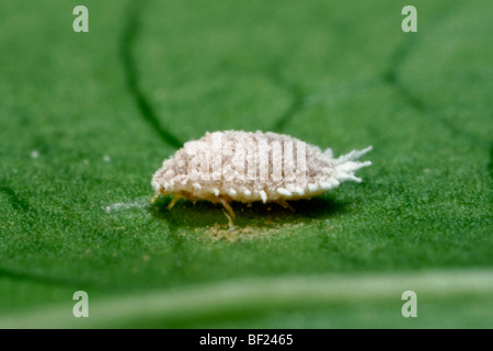 Landwirtschaft - Rebe Schmierlaus Erwachsenfrau (Planococcus Ficus), Seitenansicht / Kalifornien, USA. Stockfoto