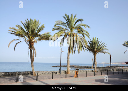 Promenade in Las Americas, Kanarischen Insel Teneriffa, Spanien Stockfoto