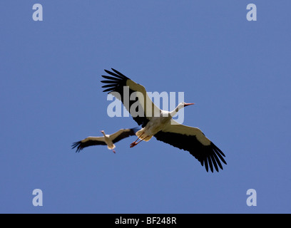 Weissstörche Ciconia Ciconia im Flug, Türkei. Stockfoto