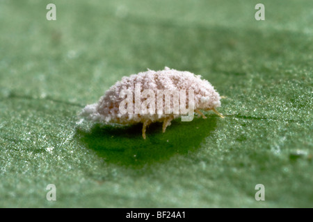 Landwirtschaft - Rebe Schmierlaus Erwachsenfrau (Planococcus Ficus), Seitenansicht / Kalifornien, USA. Stockfoto