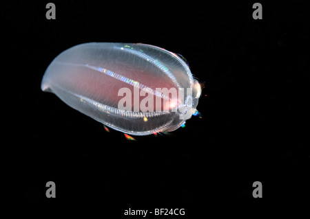 Beroe Cucumis, Kamm Jelly unter Eis, weißes Meer, Russland Stockfoto