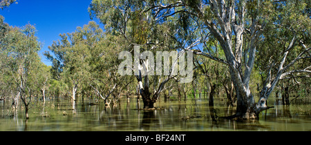 River rot Zahnfleisch wächst in Sümpfen, Australien Stockfoto