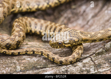 Viperine Wasser Schlange (Natrix maura). Erinnert an eine giftige ​Viper Spezies, aber unschädlich für Menschen. Stockfoto