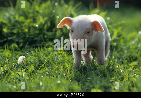 Hausschwein (Sus Scrofa Domestica), Ferkel, stehend auf dem Rasen. Stockfoto