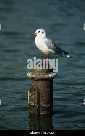 Möwe sitzt auf Post Hyde Park, City of London. England, Vereinigtes Königreich, Großbritannien Stockfoto