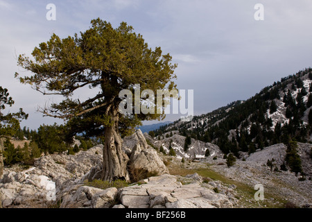 Alten Wacholder Baum Juniperus Excelsa auf ca. 1500m im Taurus-Gebirge, in der Nähe von Ibradi. Turkei. Stockfoto