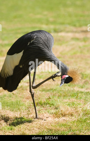 West African Black-necked gekrönt Kran (Balearica pavonina Pavonina). Auf einem Bein stehen, Kratzen, Kämmen mit einer Kralle, Unterkiefer Gefieder mit dem anderen Fuß. ​ Stockfoto