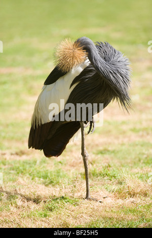 West African Black-necked gekrönt Kran (Balearica pavonina Pavonina). Auf einem Bein stehen, ruht der Anderen, während das Putzen schulter ​Plumage. Stockfoto