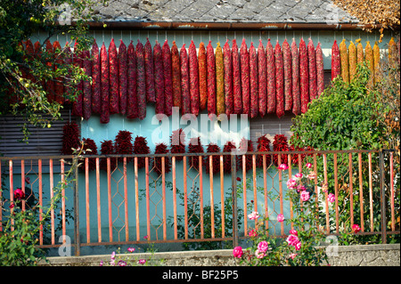 Capsicum annuum oder Chili peppers Lufttrocknung ungarische Paprika - Kalocsa, Ungarn Stockfoto