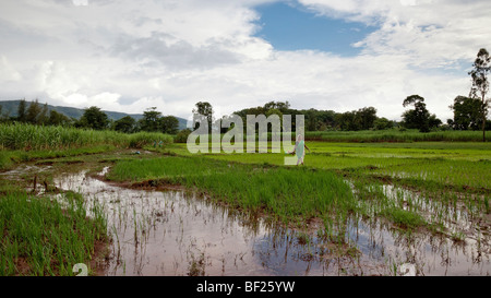 Indische Bäuerin arbeiten in einem Reisfeld. Salvan Dorf Kolhapur Maharashtra Indien Stockfoto